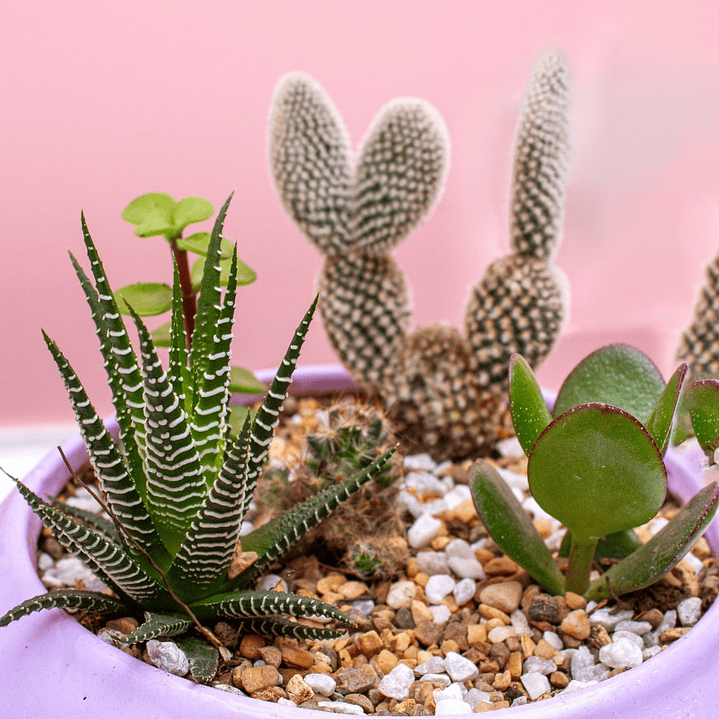 Terrario cactus y suculentas en matera ovalada de cerámica 2