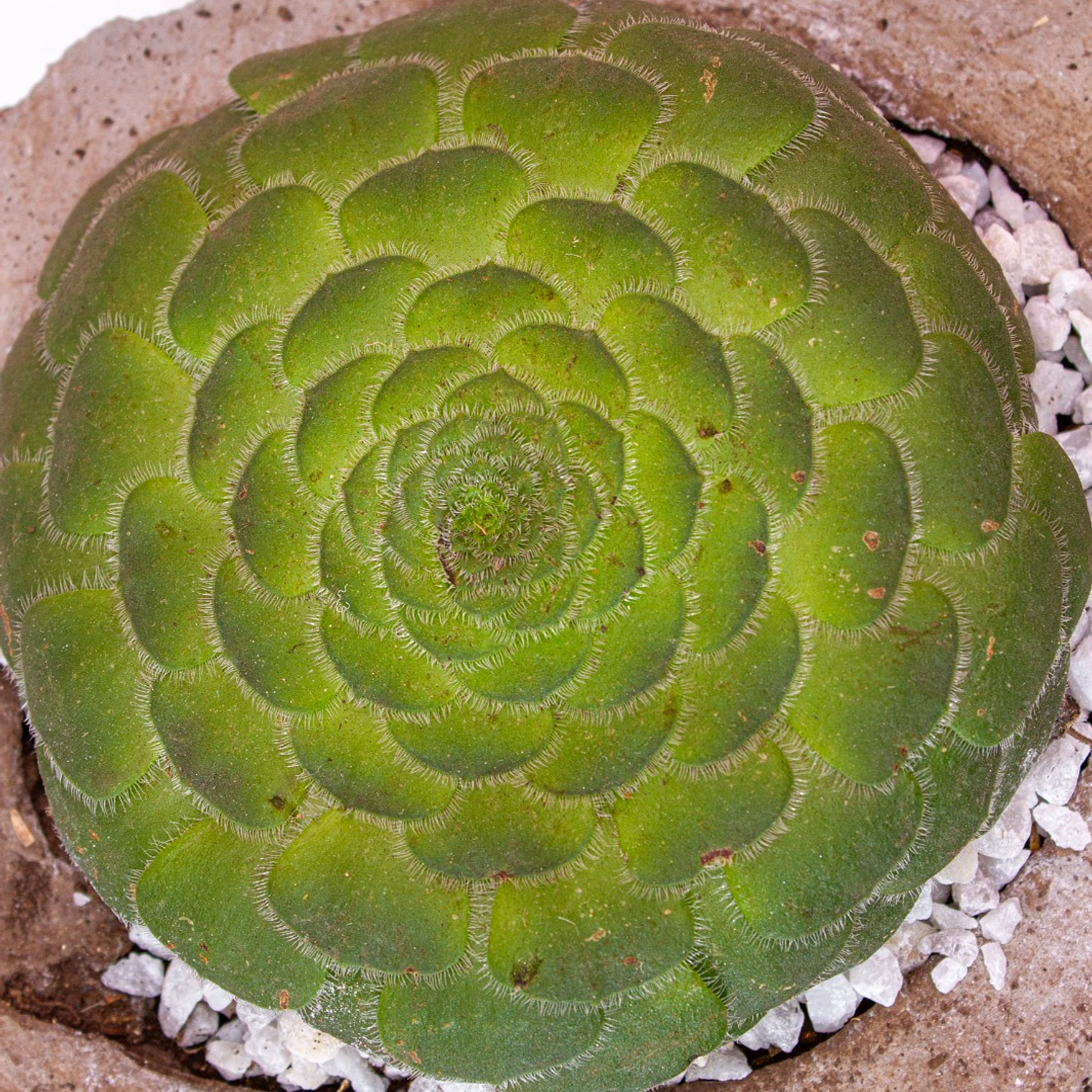 Flor de jericó en matera de piedras 3