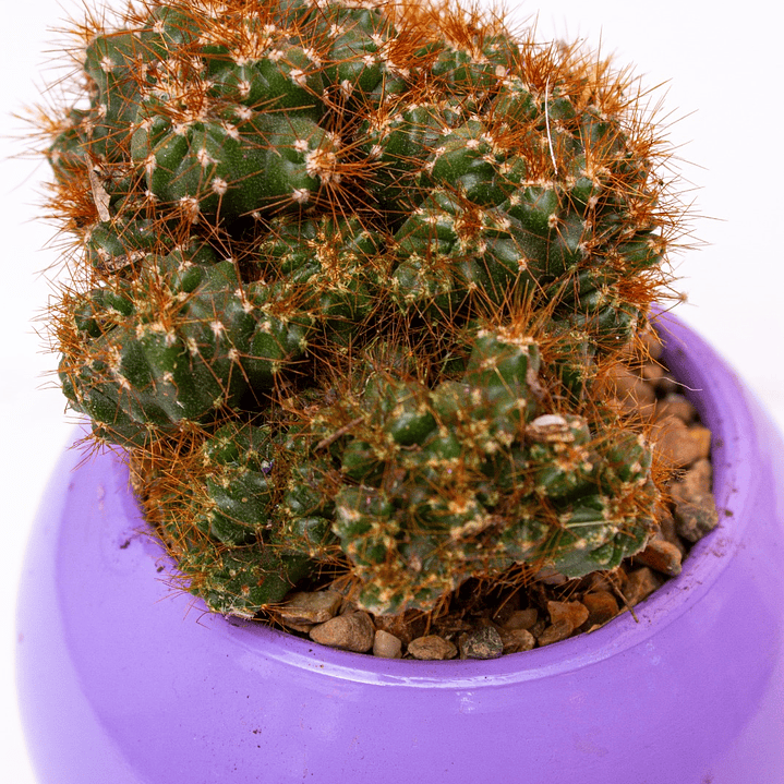 Cactus Mediano En Matera Redonda Morada 2