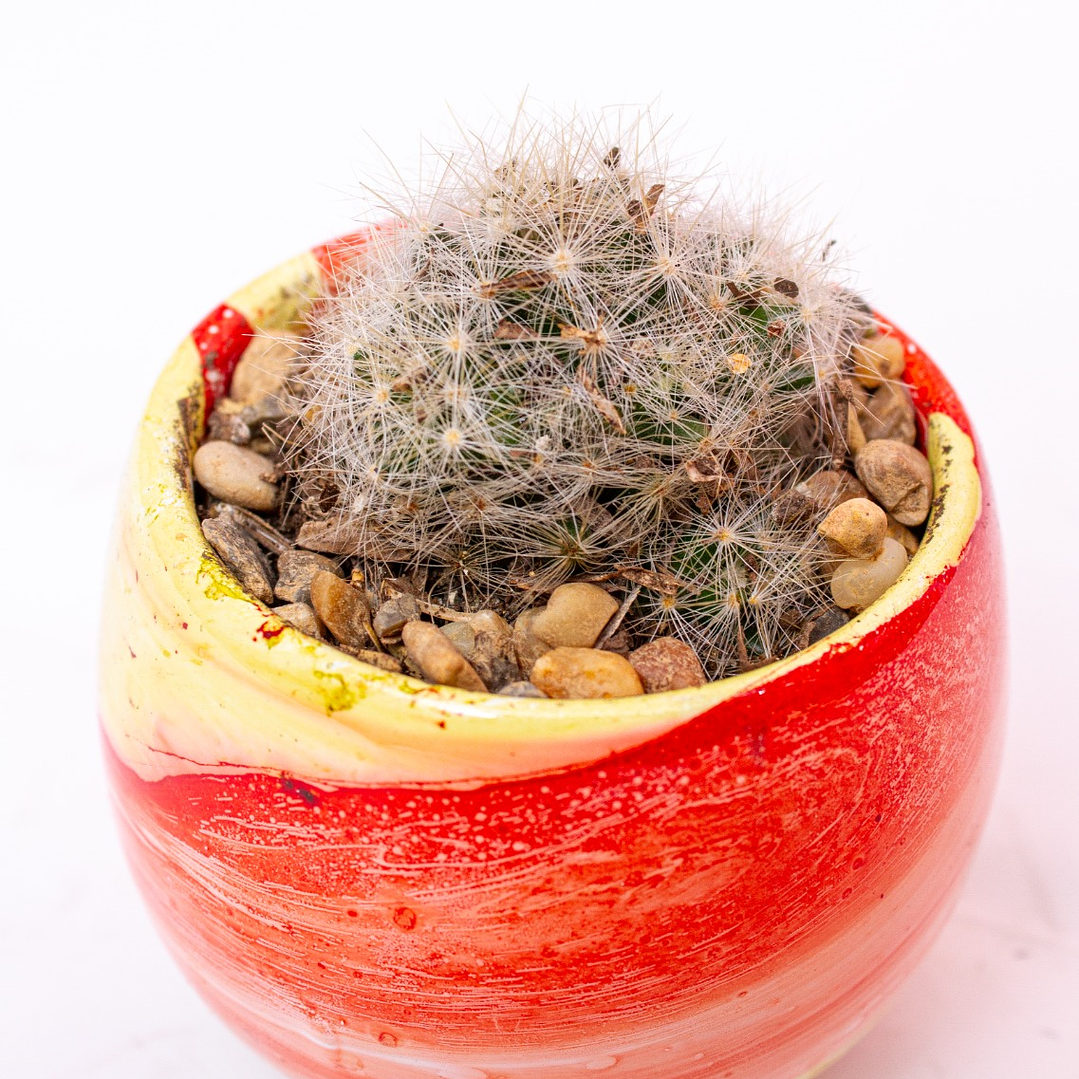 Cactus En Matera De Cerámica Redonda Multicolor 3