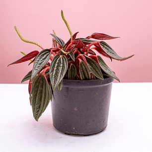 Peperomia Velita