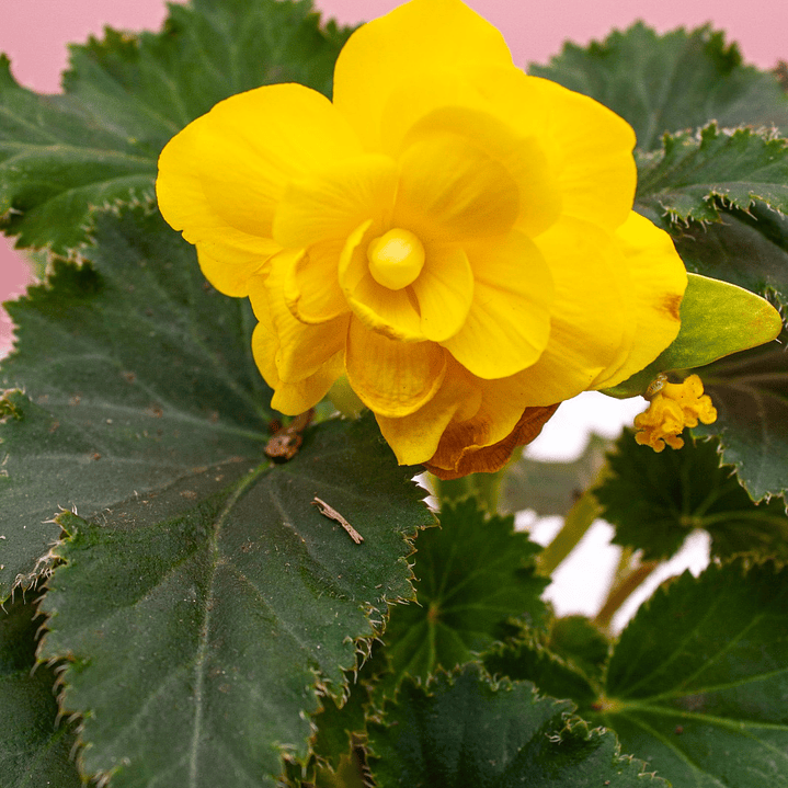 Begonia Tuberosa 1
