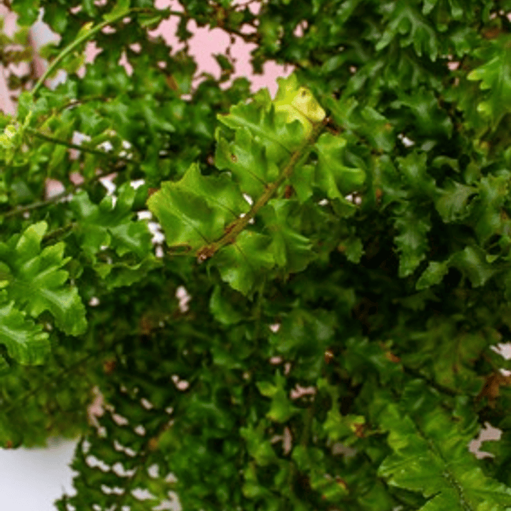 Helecho Nido De Ave 2