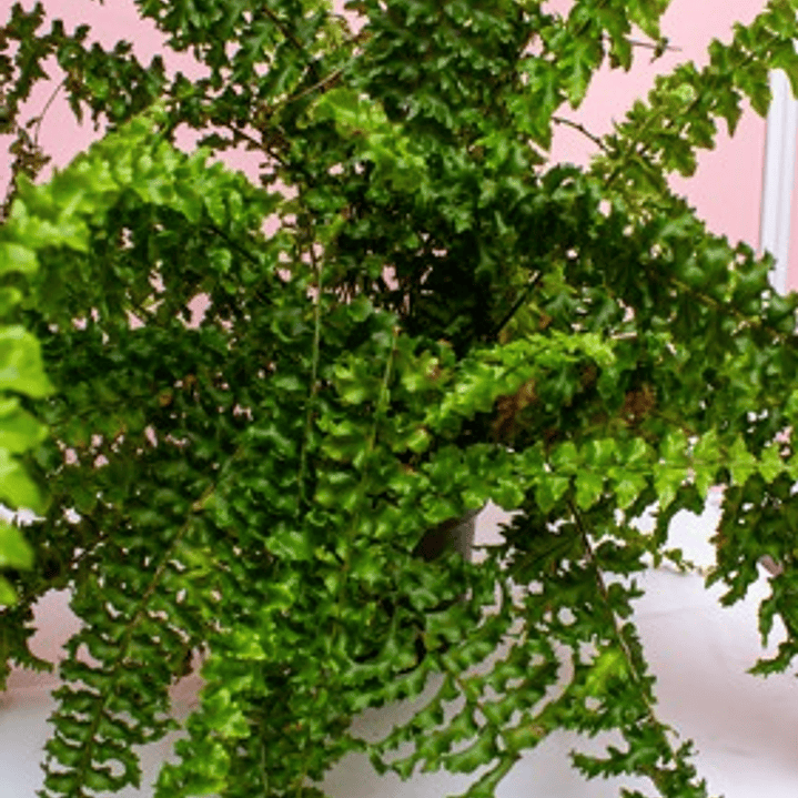 Helecho Nido De Ave 3