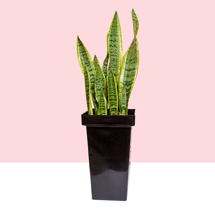 Planta Lengua De Suegra En Matera Negra 1