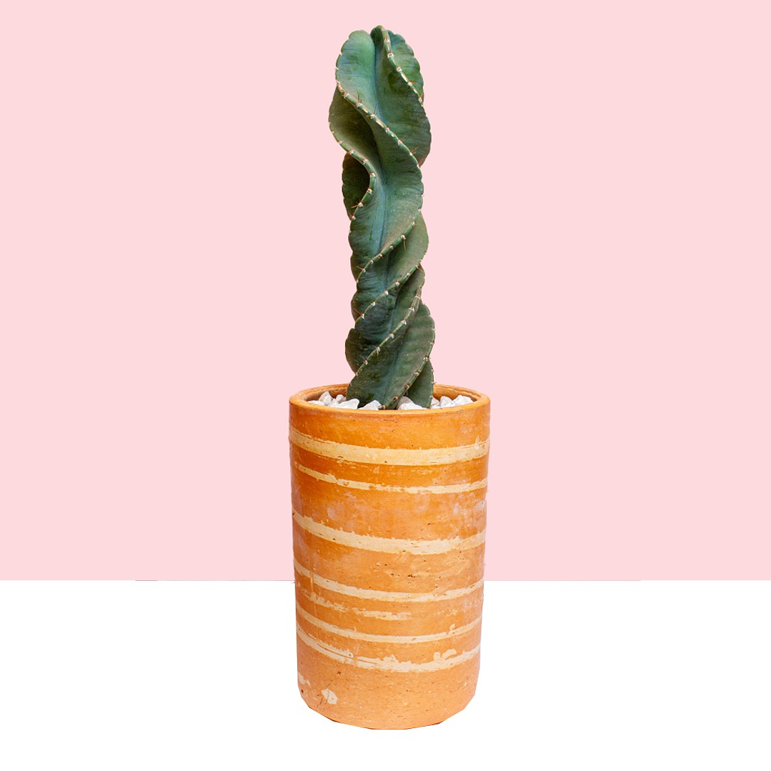 Cactus Tornillo En Matera De Barro 1