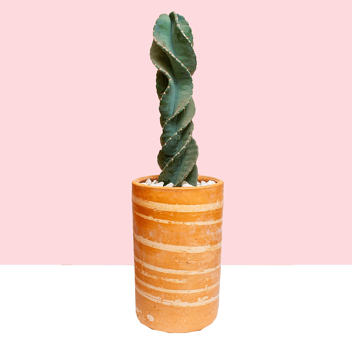 Cactus Tornillo En Matera De Barro 1