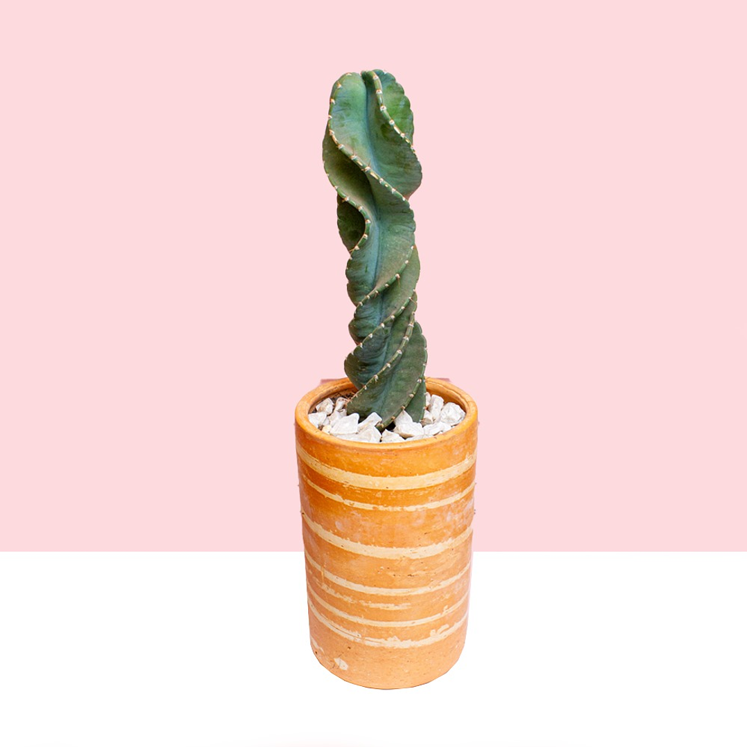 Cactus Tornillo En Matera De Barro 2