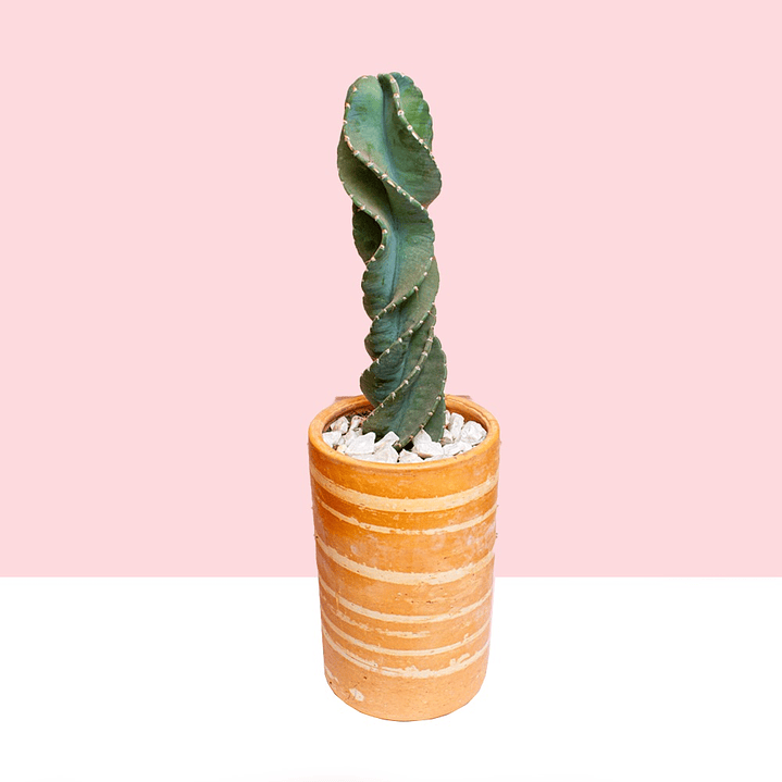 Cactus Tornillo En Matera De Barro 2