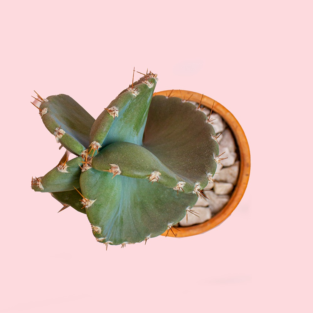 Cactus Tornillo En Matera De Barro 3