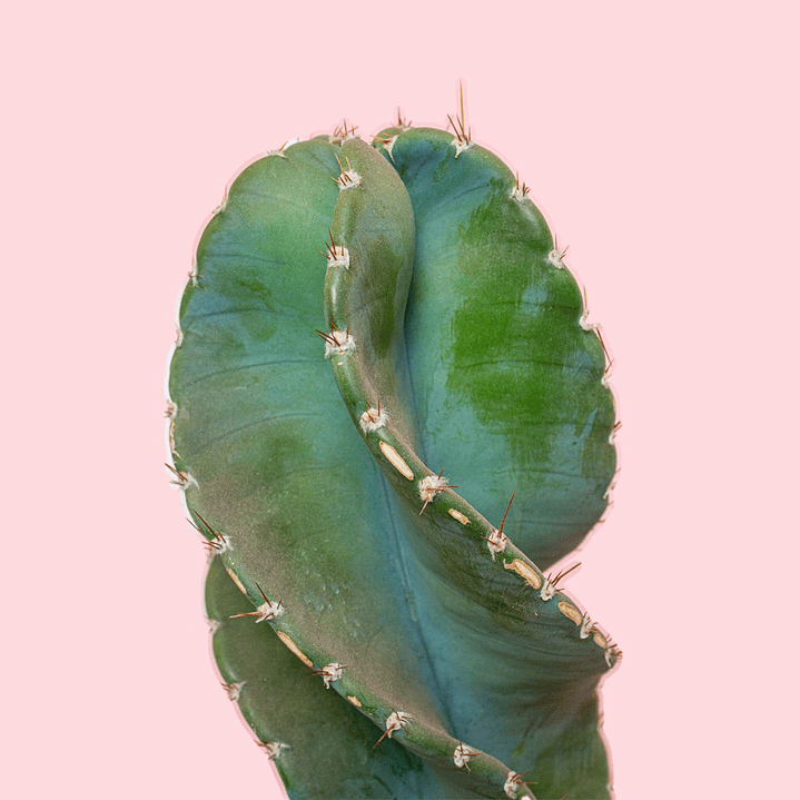 Cactus Tornillo En Matera De Barro 4