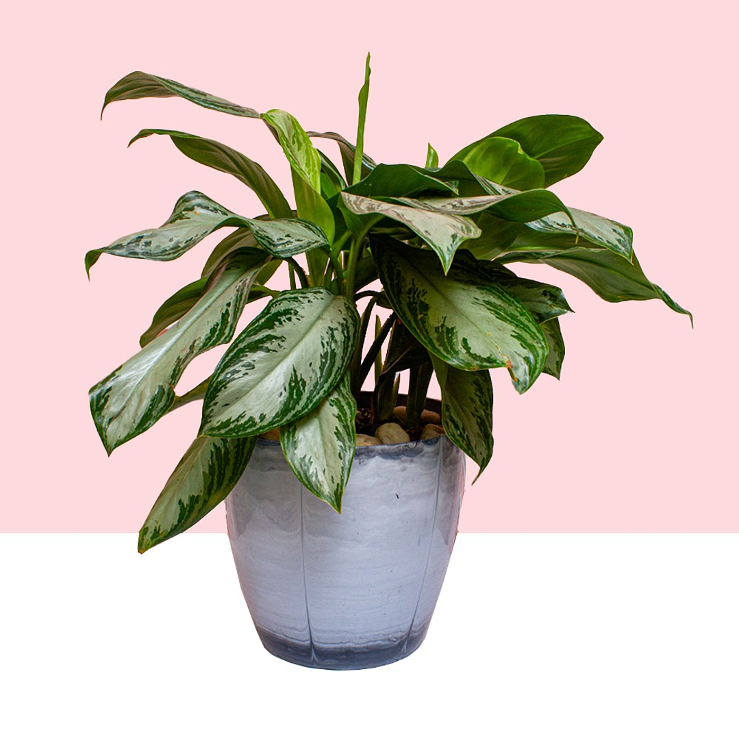 Planta Aglaonema Silver Bay En Matera  1