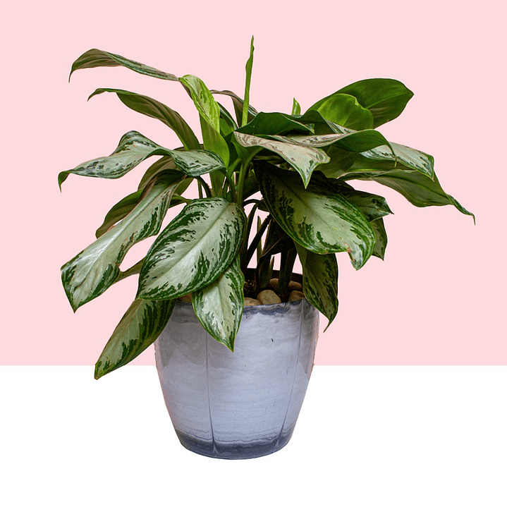 Planta Aglaonema Silver Bay En Matera  1