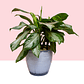 Planta Aglaonema Silver Bay En Matera  - Miniatura 1