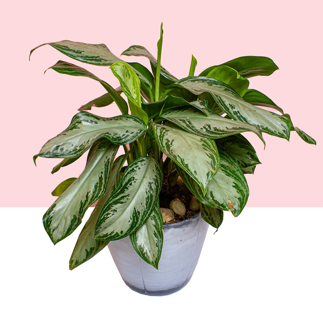 Planta Aglaonema Silver Bay En Matera  2