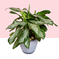 Planta Aglaonema Silver Bay En Matera  - Miniatura 2