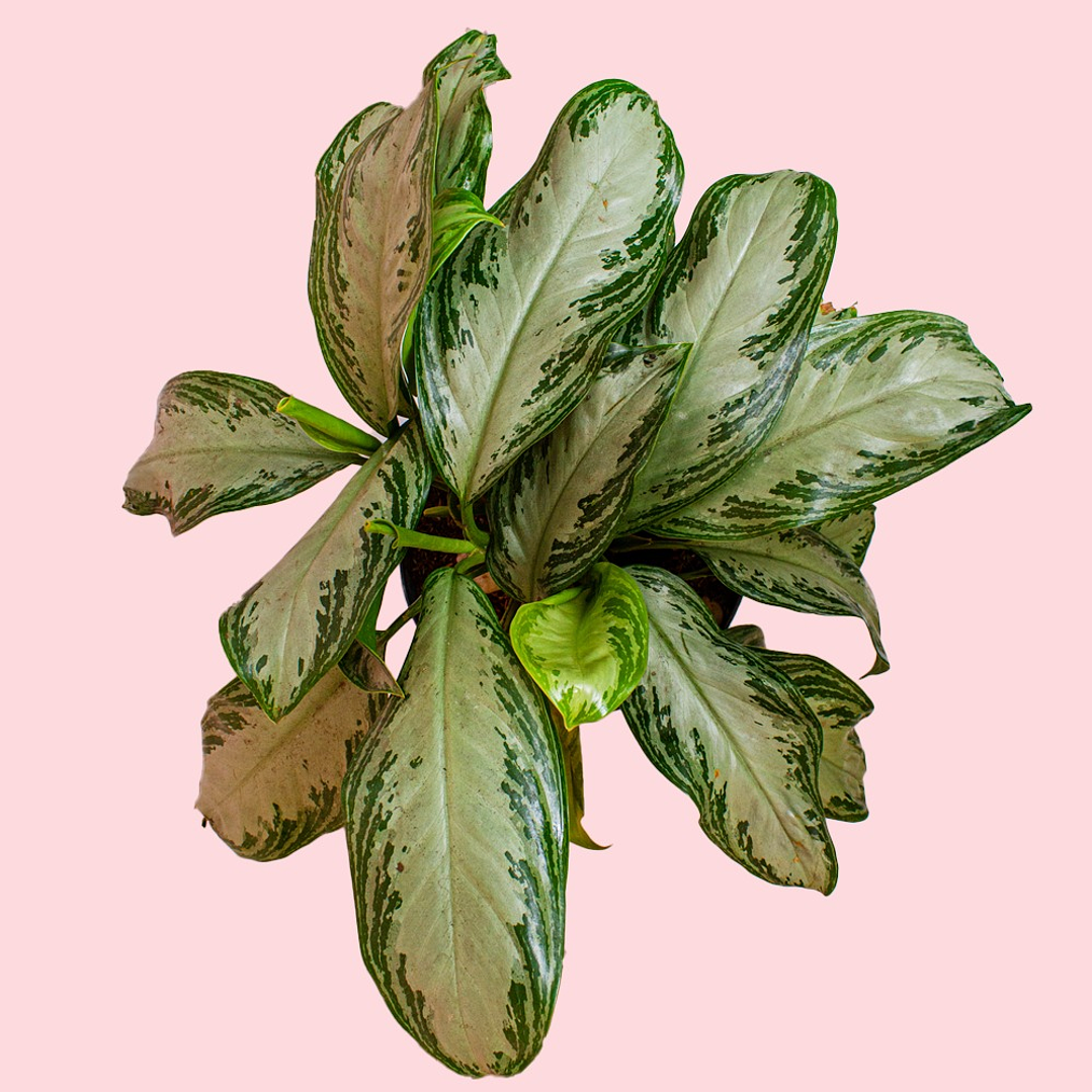 Planta Aglaonema Silver Bay En Matera  3