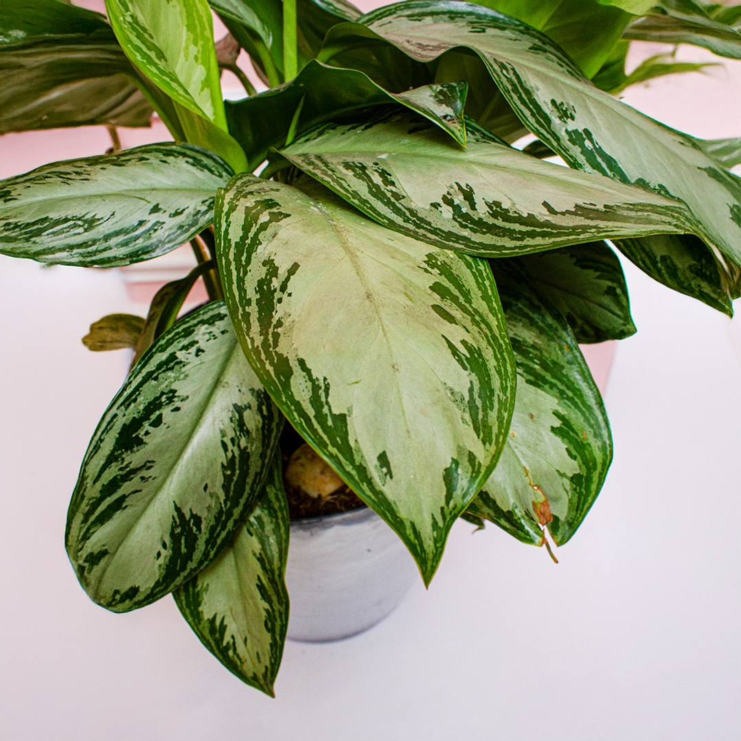 Planta Aglaonema Silver Bay En Matera  4