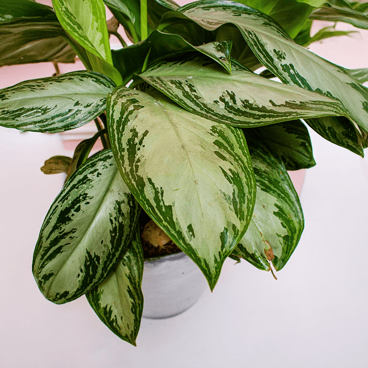 Planta Aglaonema Silver Bay En Matera  4