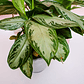 Planta Aglaonema Silver Bay En Matera  - Miniatura 4
