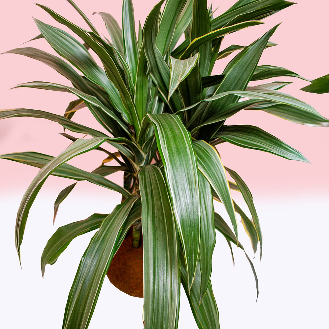 Kokedama Guarneque 3