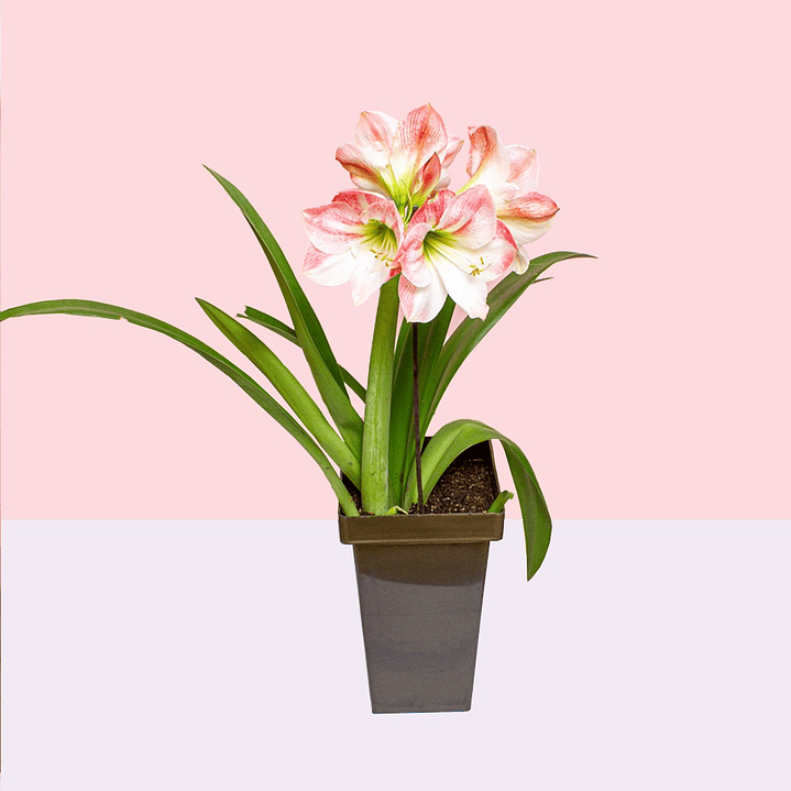 Azucena En Matera Negra 3