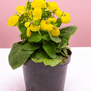 Planta Carrielito Color Amarillo