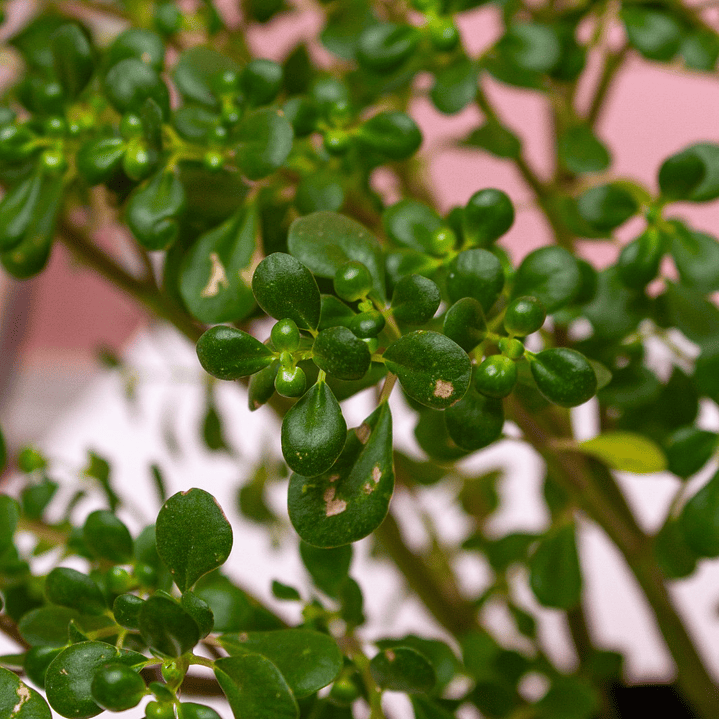 Planta Jade Granizo 2