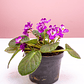 Planta Violeta Africana Color Lila - Miniatura 1