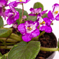 Planta Violeta Africana Color Lila - Miniatura 2