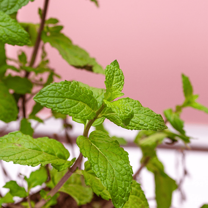 Planta Hierba Buena 2