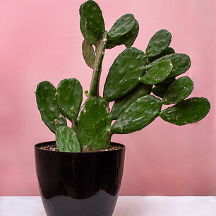 Cactus Nopal En Matera Negra