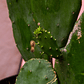 Cactus Nopal En Matera Negra - Miniatura 2