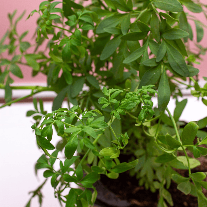 Planta de Ruda en Bolsa 2