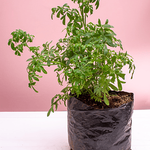 Planta de Ruda en Bolsa