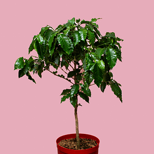 Planta De Café En Matera