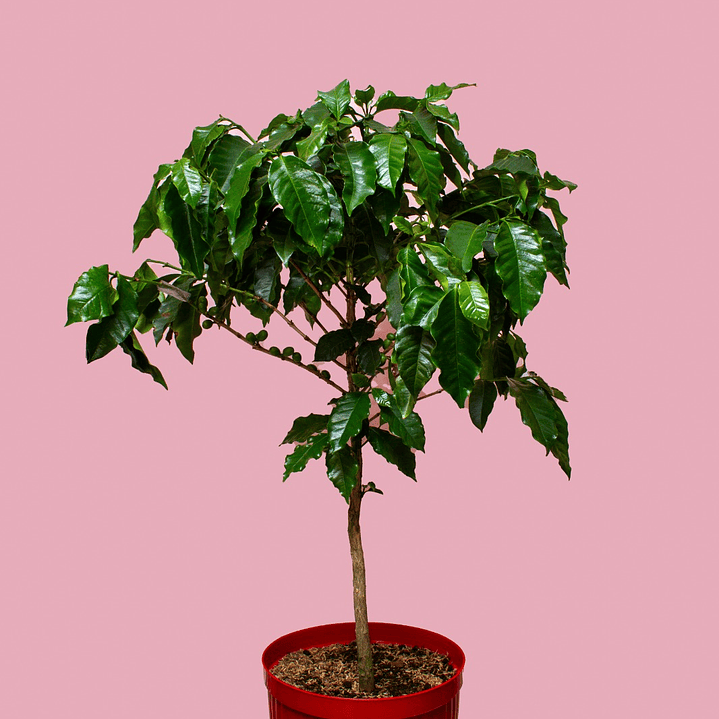 Planta De Café En Matera 1