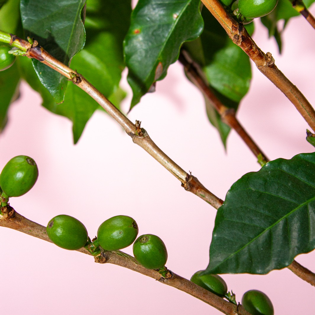 Planta De Café En Matera 2