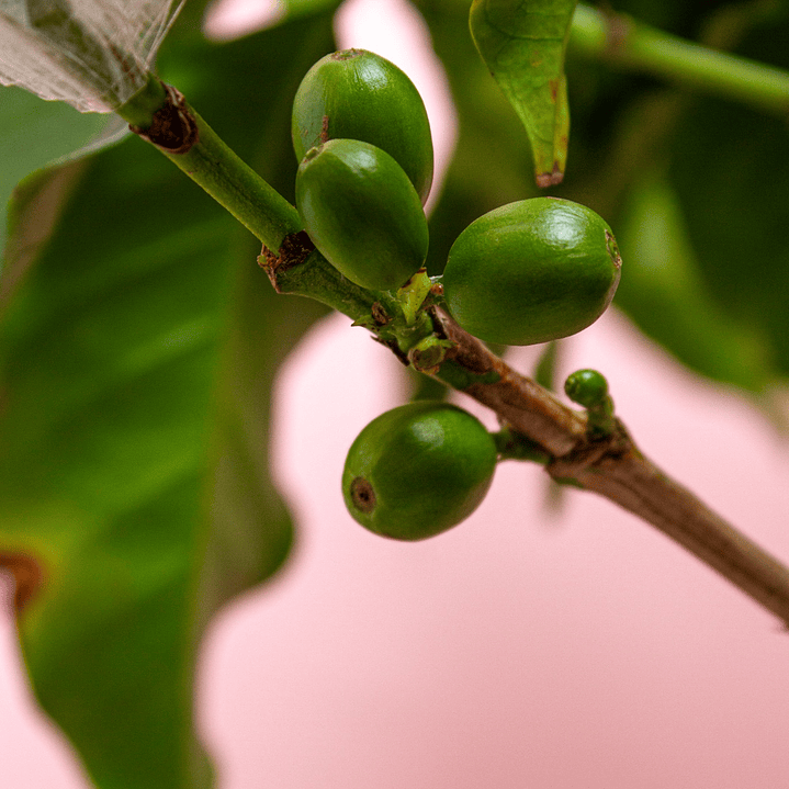 Planta De Café En Matera 3