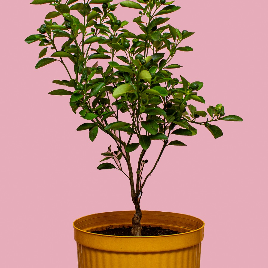 Planta De Limón En Matera 1