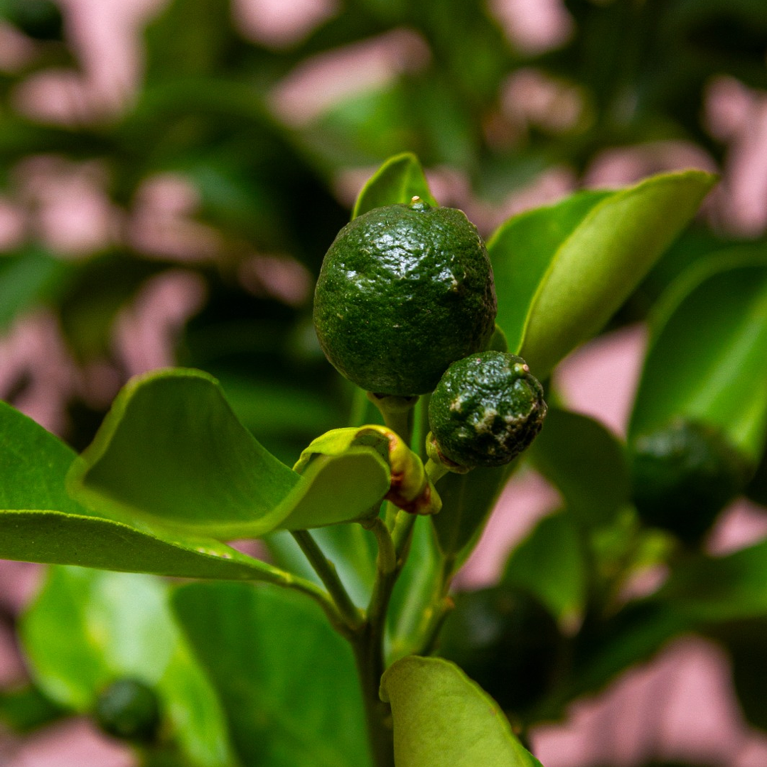 Planta De Limón En Matera 2