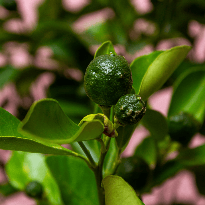 Planta De Limón En Matera 2
