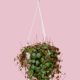 Planta Centavito En Matera Blanca Para Colgar