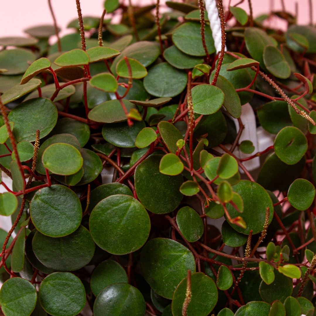 Planta Centavito En Matera Blanca Para Colgar 2