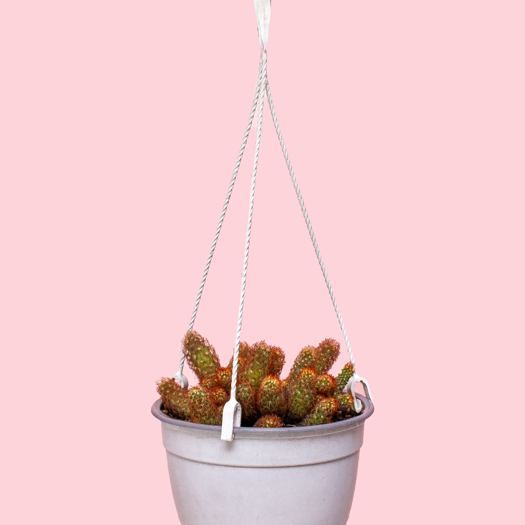 Cactus En Colgadera Blanca 1