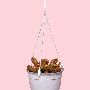 Cactus En Colgadera Blanca