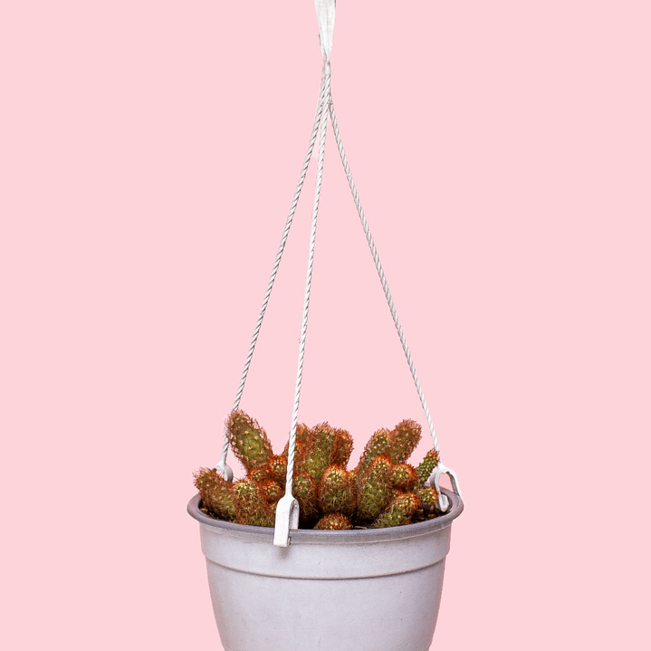 Cactus En Colgadera Blanca 1