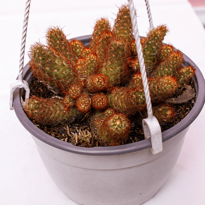 Cactus En Colgadera Blanca 2