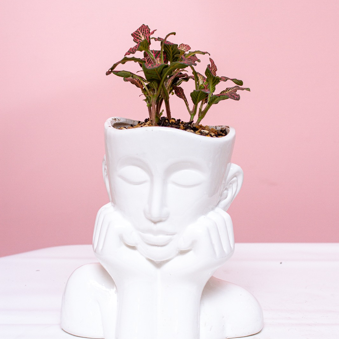 Planta Abre Caminos En Matera De Ceramica Diseño Rostro 1