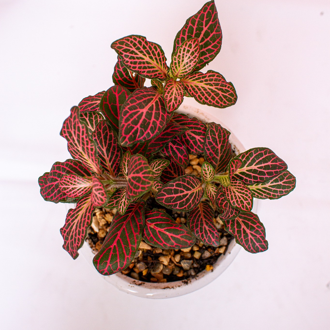 Planta Abre Caminos En Matera De Ceramica Diseño Rostro 2